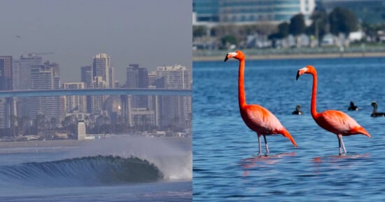 Split image: On the left, ocean waves with a city skyline and bridge in the background. On the right, two flamingos stand in shallow water with several ducks and blurred trees behind them.