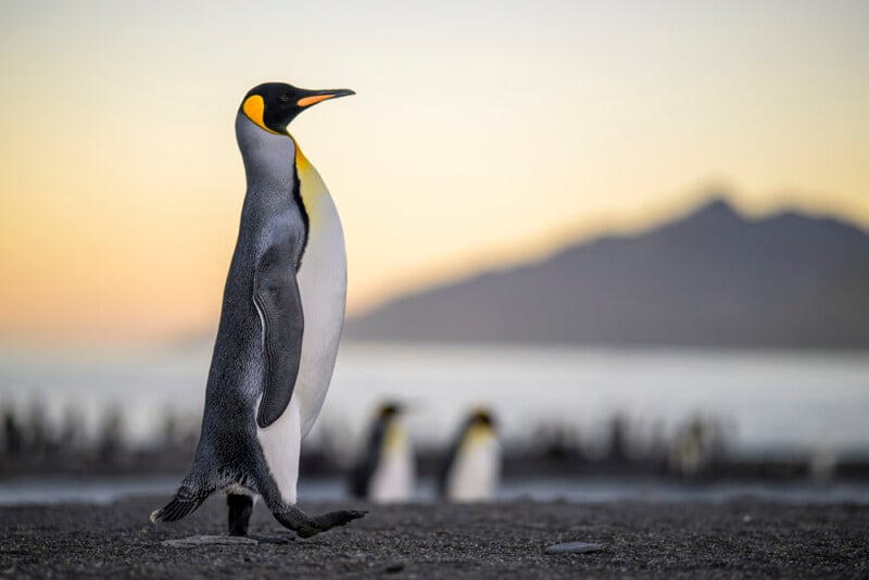A king penguin stands upright on a pebbled beach at sunset, with distant mountains and blurred penguins in the background. The sky is softly lit with warm, pastel colors.