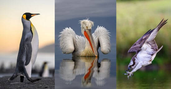 A collage of three birds: a standing emperor penguin on the left, a Dalmatian pelican with ruffled feathers in the center, and an osprey catching a fish over water on the right.