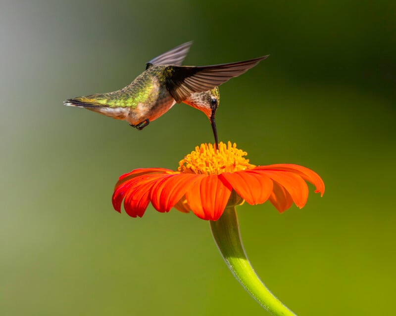 A hummingbird hovers in midair, feeding from the yellow center of a vibrant orange flower against a soft green blurred background.