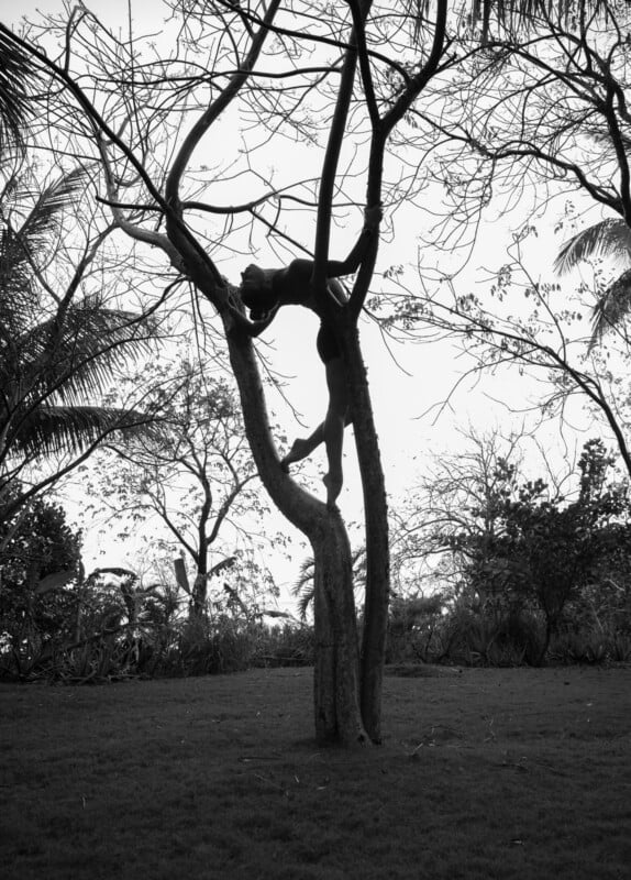 Al aire libre, sobre el césped, rodeada de otros árboles y plantas, una figura en mallas cuelga boca abajo de una rama desnuda de un árbol, adoptando una pose acrobática flexible.