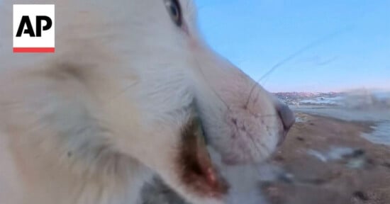 A close-up side view of a white Arctic fox with its mouth open, standing on a snowy, rocky landscape under a clear sky. The AP logo appears in the top left corner.