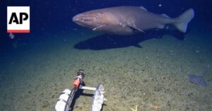 A large, dark-colored Greenland shark swims near the seafloor, observed by an underwater camera setup with bait. The scene is deep underwater, with scattered marine life and the AP logo in the top left corner.