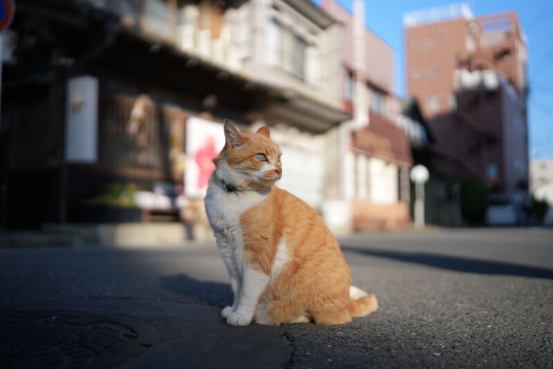 A ginger and white cat with a collar sits on a sunlit street, looking to the side. The background shows old buildings slightly out of focus under a clear blue sky.