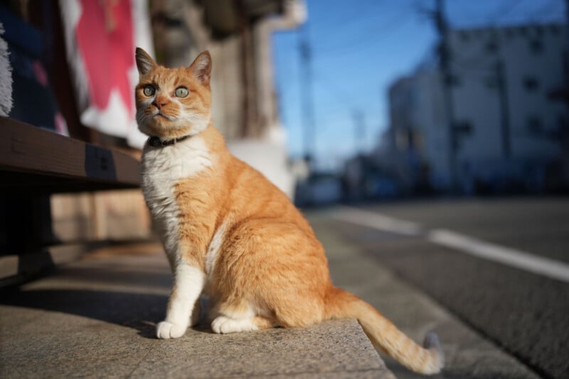 A ginger and white cat with green eyes sits on a sidewalk, looking alertly to the side. The background is a sunlit urban street with buildings and a blue sky.