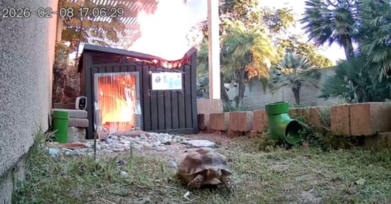 A tortoise crawls on grass near a small wooden shelter that is on fire, with bright flames and smoke coming from its roof; trees and a brick wall are in the background.