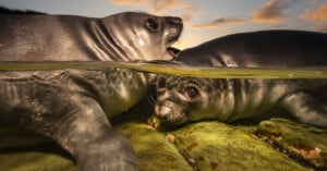 Two young seals rest on green rocks in shallow water at sunset. One seal looks directly at the camera underwater, while the other raises its head above the surface against a sky with orange clouds.