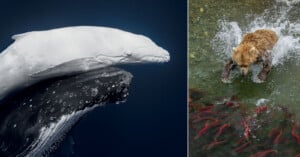 On the left, a white whale swims above a darker whale in deep blue water. On the right, a brown bear splashes into a shallow river filled with red fish.