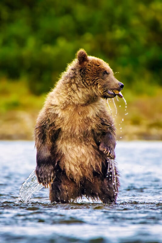 A brown bear stands upright in shallow water, dripping wet, with water streaming from its mouth and claws. A blurred green forest is visible in the background.