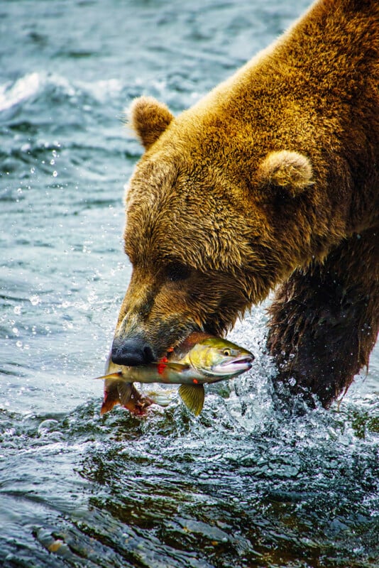 A brown bear standing in a river holds a fish in its mouth, water splashing around as the bear catches its prey.