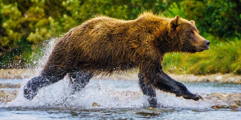 A brown bear runs through a shallow river, splashing water with its paws. Lush green vegetation is blurred in the background.