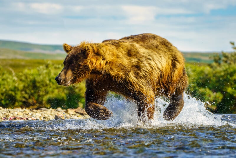 A large brown bear runs through a shallow river, splashing water as it moves, with green bushes and a blurred landscape in the background under a partly cloudy sky.