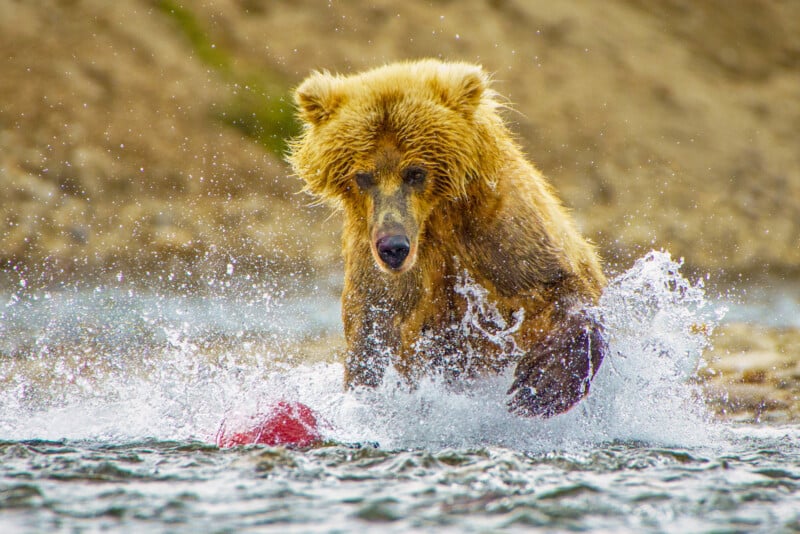 A brown bear splashes in shallow water, intently hunting for fish. Its wet fur is ruffled, and its large paws create white foamy splashes in the river. Rocky, blurred banks form the background.