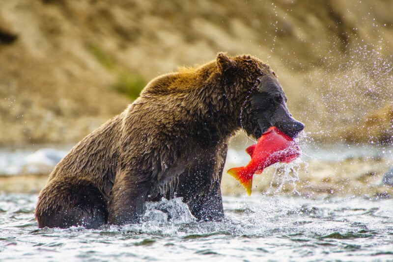 A brown bear stands in a river with water splashing around, holding a bright red fish in its mouth. The background is a blurred, rocky riverbank.