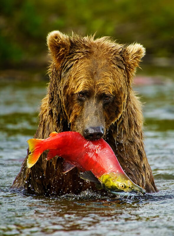 A brown bear stands in a river with a large, bright red salmon held in its mouth, water dripping from the salmon and the bear’s fur.