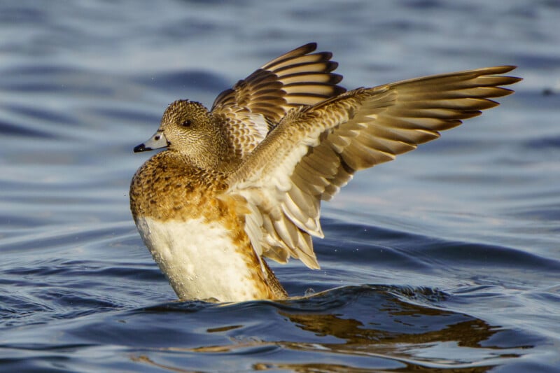 A brown and white duck rises from the water, flapping its wings wide, with rippling blue water in the background.