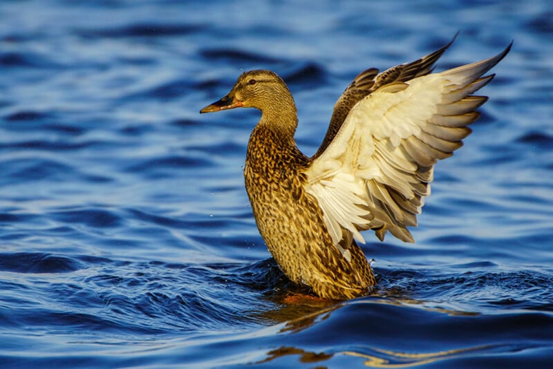 A brown duck with speckled feathers spreads its wings while standing on the surface of a blue, rippling body of water.