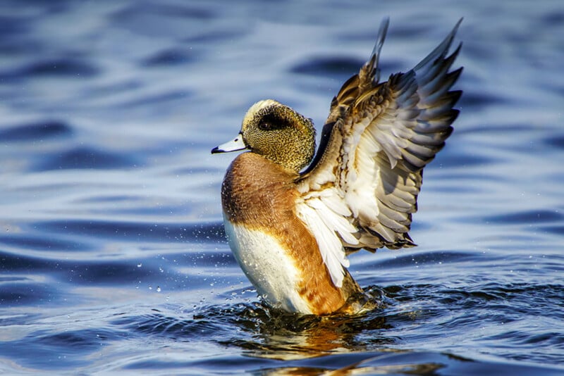 A brown and white duck rises from blue water with its wings outstretched, droplets splashing around it. The duck's head is speckled with light and dark markings.