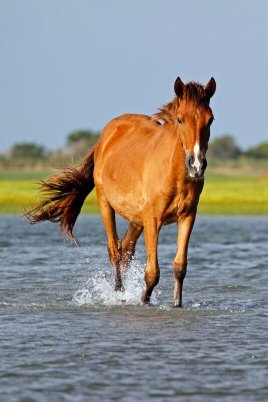 A brown horse with a flowing mane walks through shallow water, splashing as it moves, with green grass and a blue sky in the background.