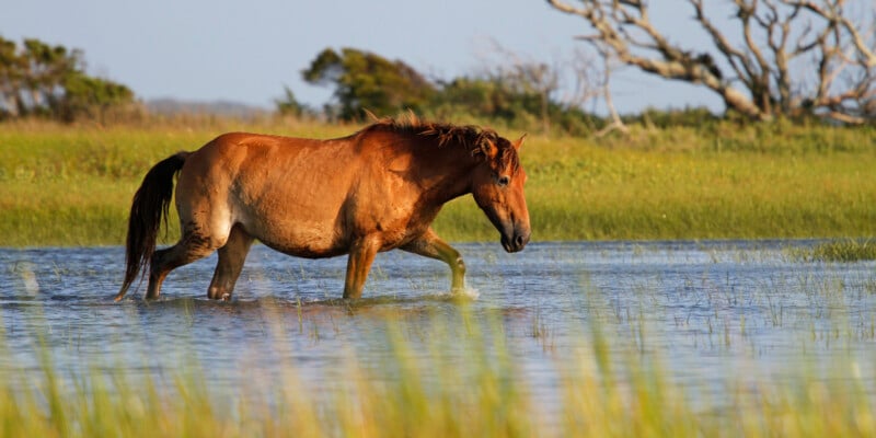 A brown wild horse wades through shallow water in a grassy marshland, with green vegetation and trees in the background under a clear sky.