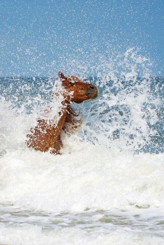 A brown horse stands in the ocean as waves crash around it, creating a dramatic spray of water. The blue sky and sea are visible in the background.