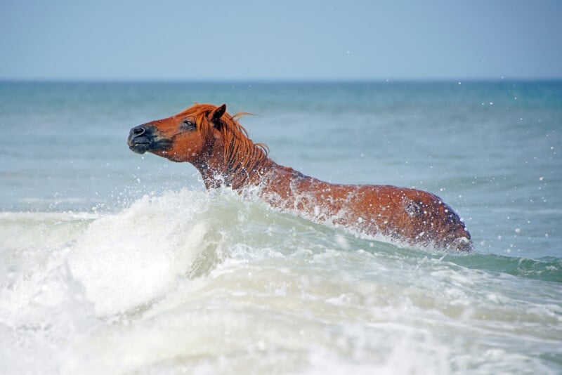 A brown horse stands chest-deep in the ocean as waves crash around it, with its mane wet and glistening, under a clear blue sky.