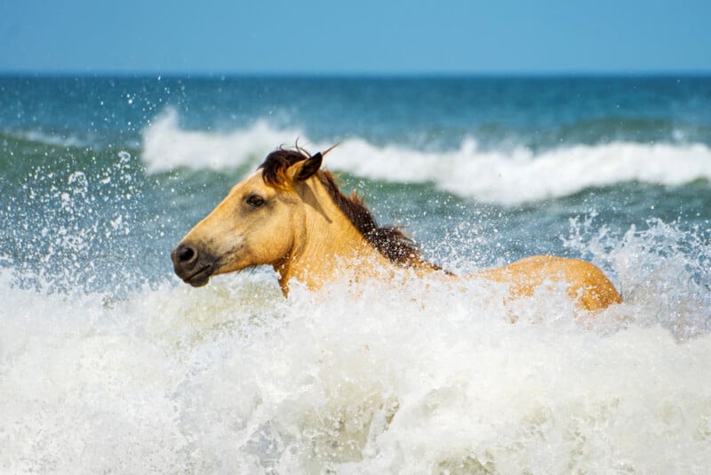 A light brown wild horse stands in ocean surf, with waves crashing around its body under a clear blue sky.