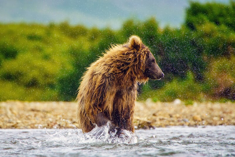 A wet brown bear sits upright in shallow water, with droplets splashing around. The bear faces sideways, and a blurred green background indicates a natural, outdoor setting.