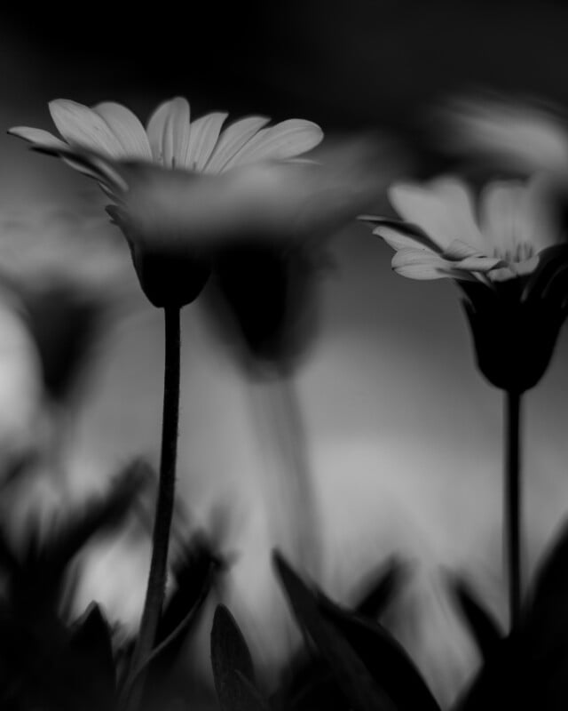Black and white photo of two daisy-like flowers in focus with blurred petals and background, creating a soft, dreamy atmosphere. The flowers are viewed from the side, emphasizing their stems and petals.