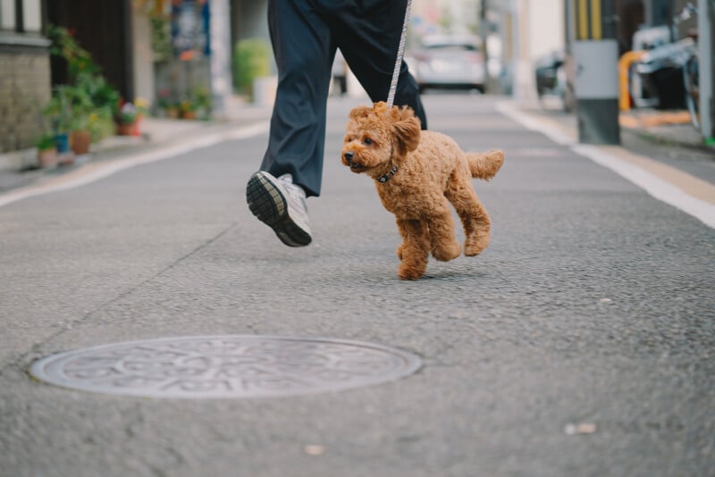 A small brown poodle on a leash runs alongside a person in dark pants and sneakers on a city street, both mid-stride, with buildings and parked cars in the background.