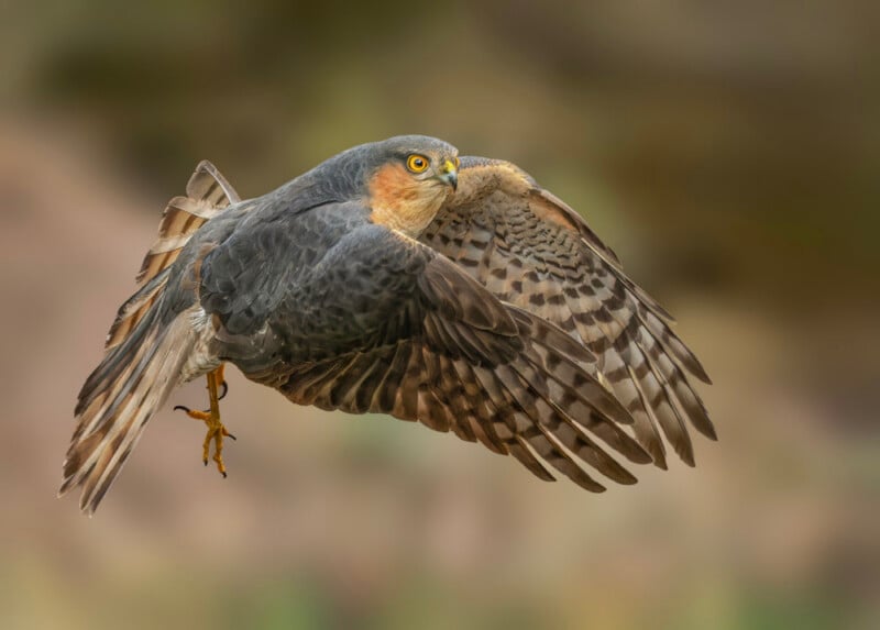 A sharp-shinned hawk with yellow eyes and spread wings soars in mid-flight, its feathers detailed and tail fanned out against a blurred brown background.