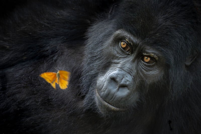A close-up of a gorilla lying down with a thoughtful expression, while an orange butterfly rests gently on its dark fur.