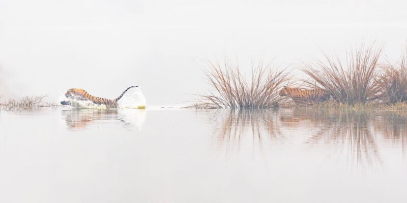 Two tigers partially concealed by mist and tall grass, one wading through shallow water and the other crouched near reeds, creating a serene and tranquil scene with soft reflections in the water.