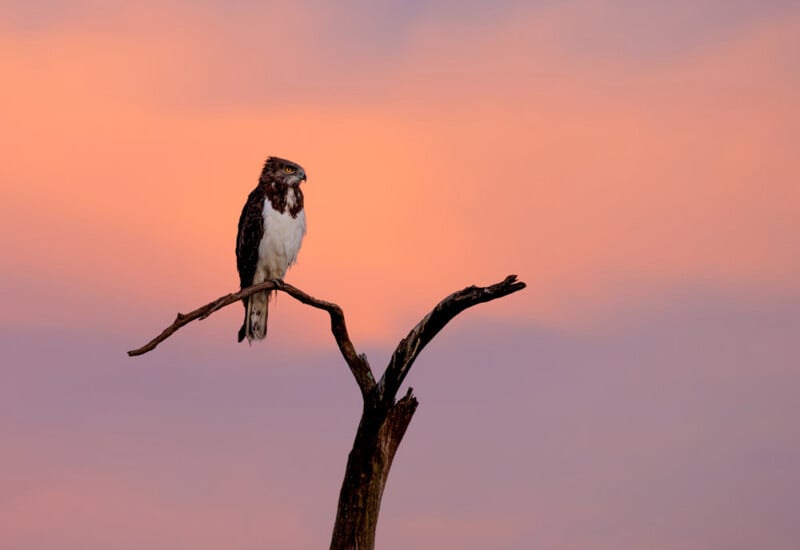 A hawk with white and brown feathers perches on a bare, curved tree branch against a soft, colorful sky at sunset.
