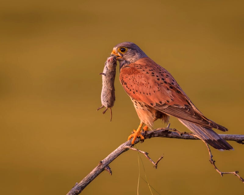 A kestrel with spotted brown and gray plumage perches on a branch, gripping a small rodent in its beak against a blurred brownish-green background.