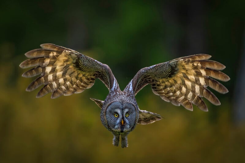 A great grey owl flies directly toward the camera with its wings fully spread and yellow eyes focused, set against a blurred background of green and brown foliage.