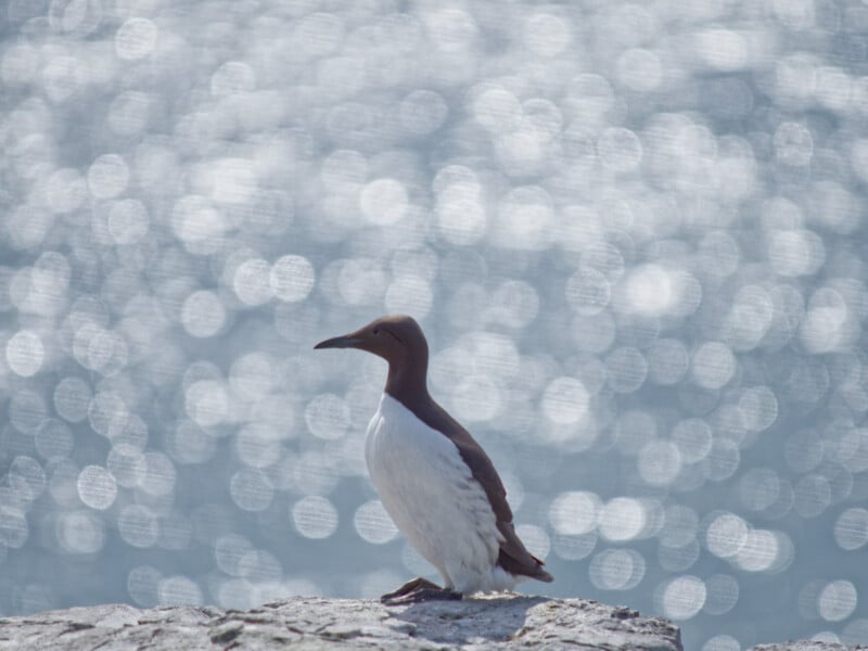 A seabird with a dark brown head and back and white underside stands on a rocky surface, with a blurred, sparkling blue water background.