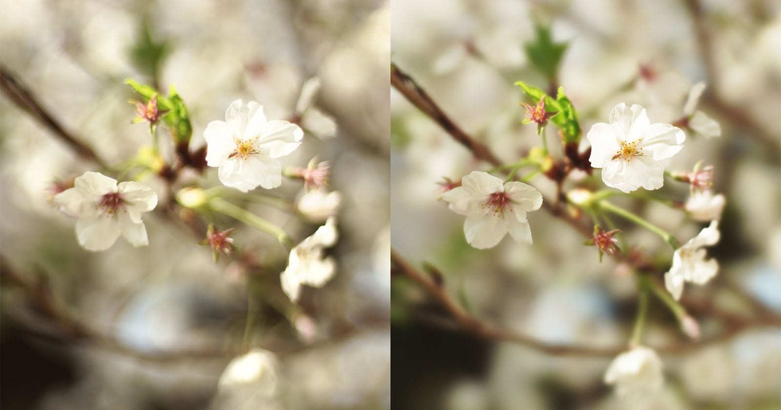 Close-up of cherry blossom branches with delicate white flowers and blurred background, shown in two panels with different focus highlighting the details of petals and stems.