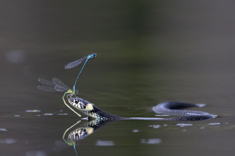 A snake emerging from the water with only its head visible, stares at a blue dragonfly perched on its nose. The water reflects both the snake and the dragonfly, creating a calm, mirrored scene.