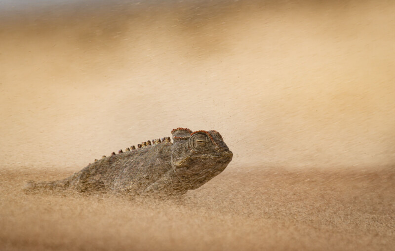 A chameleon with textured skin walks across sandy ground, blending into its surroundings as wind blows sand around it, creating a hazy, golden background.