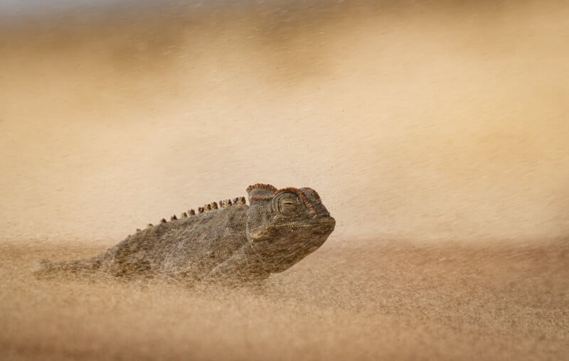 A chameleon with textured skin walks across sandy ground, blending into its surroundings as wind blows sand around it, creating a hazy, golden background.