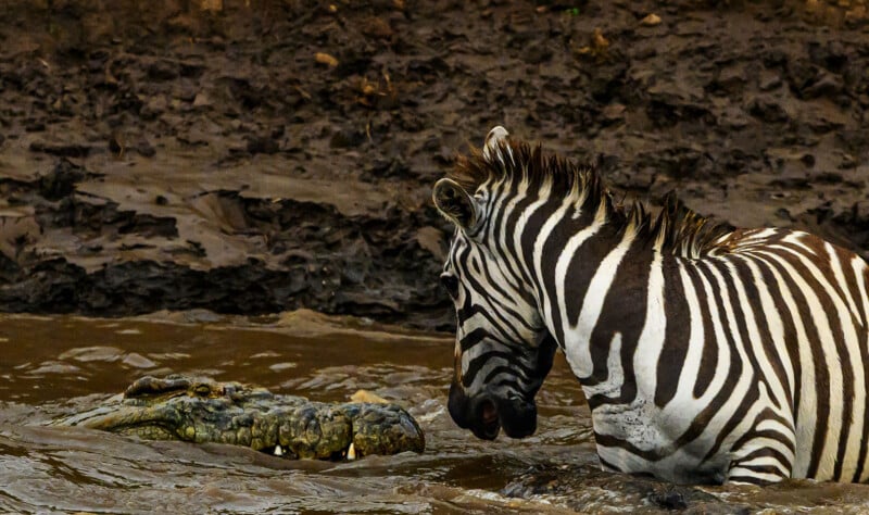 A zebra stands in muddy water facing a crocodile, which is partially submerged and looking at the zebra; the scene appears tense and dramatic.