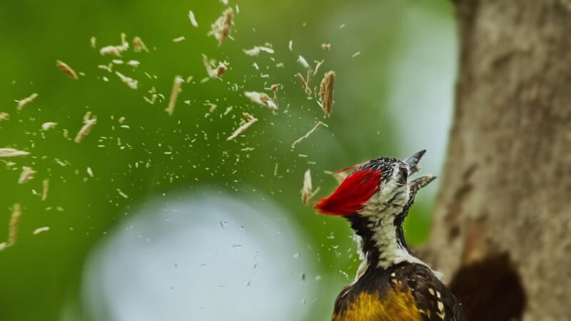 A woodpecker with a red crest pecks at a tree, sending wood chips flying into the air. The bird is in sharp focus while the background is a blurred green, emphasizing the action and motion.