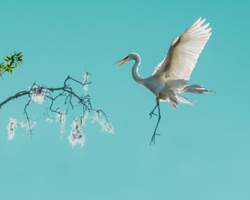 A white egret with outstretched wings appears to land on a thin branch with hanging moss against a bright blue sky.