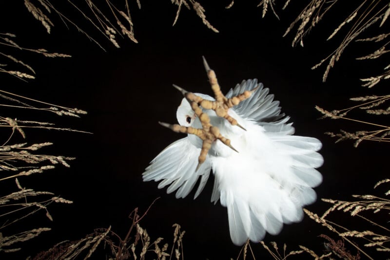 A white bird is photographed from below, with its wings spread and talons extended, framed by tall dry grasses against a black background.