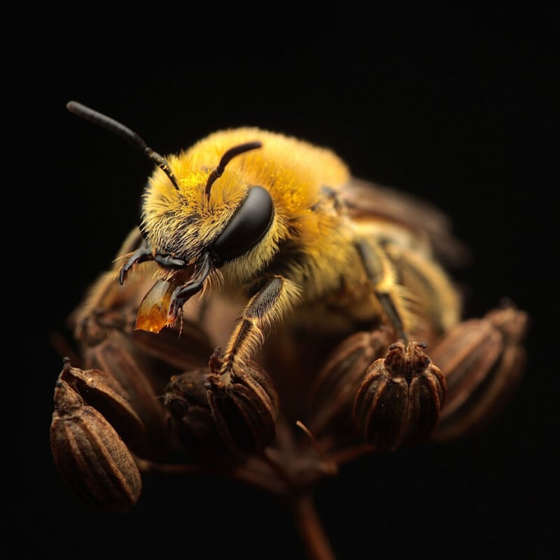 A close-up of a yellow fuzzy bee perched on dried brown flower buds, with a dark black background highlighting the bee’s large eyes and detailed features.