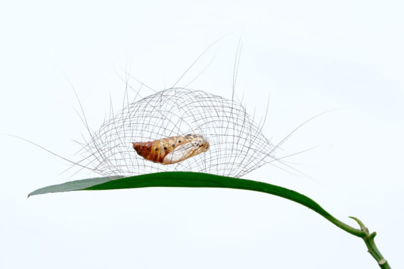A brown and yellow butterfly chrysalis rests on a green leaf, enclosed in a delicate mesh of fine, filmy threads against a plain white background.