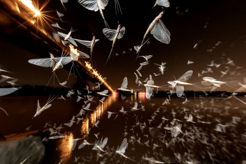 A swarm of mayflies illuminated by streetlights at night, flying over a river with reflections of bridge lights on the water.