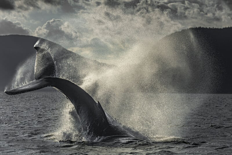 A whale’s tail splashes dramatically in the water, sending up a spray, with dark mountains and cloudy skies in the background.