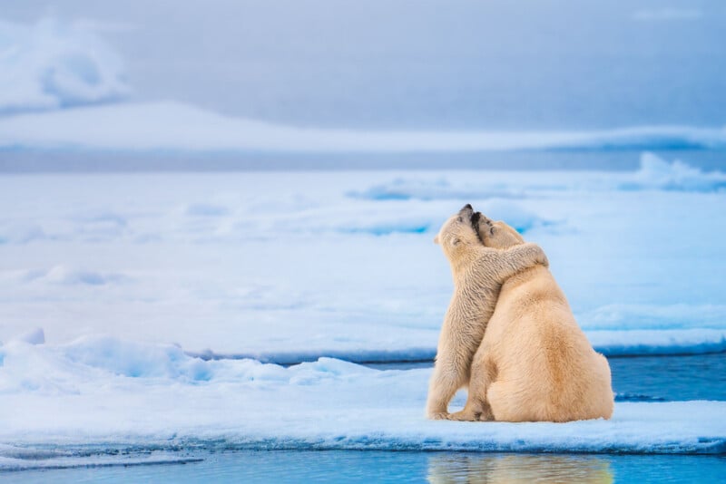 Two polar bears sit on icy terrain near open water, hugging each other. Snow and ice surround them, with a calm blue sea and soft sky in the background, capturing a moment of warmth and affection in a cold environment.